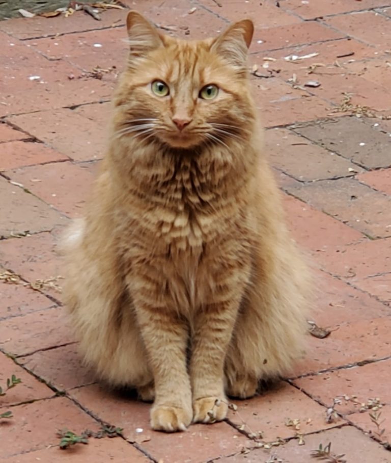 Cat litter box service in Greene County and Charlottesville